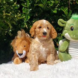 Adopt a dog:Exceptional F1 Cavapoo Puppies /Cavapoo/Female/Sex: Male,Our stunning litter of all male Cavapoo puppies are ready to leave for their new families (04-07-26). Mum is our family loved pet   Dora and Dad is King Charles Cavalier CHASE who is extensively health tested Clear    each puppy has its own unique personality and will leave with individual health certificates and first vaccine.  All puppies are well socialised and have been getting along with our neighbours two cats. We will add all new owners to a WhatsApp group so that we can keep in touch and watch them all grow together.