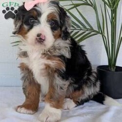 Annie/Mini Bernedoodle									Puppy/Female	/8 Weeks,Hello everyone! Meet our precious little girl, Annie. She is a beautiful F1 blue-merle mini bernedoodle with a very beautiful coat of soft wavy hair! Her coat is a very unique color of blue! Annie has a very sweet temperament andis very well socialized! She is very playful and is sure to make the perfect companion to anyone giving her a loving home! Annie would make the perfect companion to go on walks with or if you are looking for someone to snuggle up on the couch with she is always up for that as well! Annie will be available to go home on July 7th..