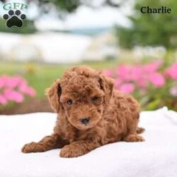 Charlie/Toy Poodle									Puppy/Male	/7 Weeks,Our adorable Toy Poodle puppies are looking for loving homes where they will be cherished as beloved family companions. These sweet puppies have been lovingly raised and are well socialized, making them friendly, affectionate, and comfortable around people.