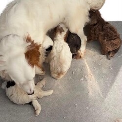Merle cockapoo puppies/Cockapoo/Female/Sex: Mixed Litter,Cockapoo puppy’s 4 girls available all been bought up in a family home flead and wormed microchipped ready to go to forever homes 