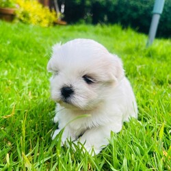 Adopt a dog:Malshi puppies for sale/Malshi/Female/Sex: Mixed Litter,Beautiful Malshi puppies for sale. Boy and 1 girl sold. Two gorgeous girls still available