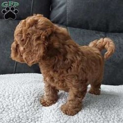 Bentley/Cavapoo									Puppy/Male	/7 Weeks,Meet sweet lil Bentley!! Family raised with lots of love well socialized with children and adults caring heart who will always be there comforting you with lots of love!! We have 3 children so our fur-babies get lots of attention! To schedule a visit contact Susan, im a at home mom so im pretty available! You would get along vet certificate, microchip numbers, health records, warranty that’s good for up to 1 year and a lil baggy food! 