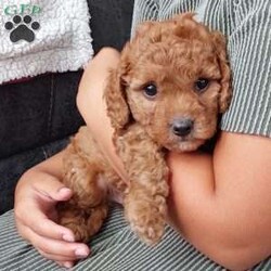 Bentley/Cavapoo									Puppy/Male	/7 Weeks,Meet sweet lil Bentley!! Family raised with lots of love well socialized with children and adults caring heart who will always be there comforting you with lots of love!! We have 3 children so our fur-babies get lots of attention! To schedule a visit contact Susan, im a at home mom so im pretty available! You would get along vet certificate, microchip numbers, health records, warranty that’s good for up to 1 year and a lil baggy food! 