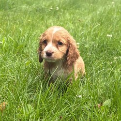 Adopt a dog:Cocker spaniel puppies/Cocker Spaniel/Female/Sex: Female,I have 4 amazing little puppies left from an amazing litter of 8 mum has been been an absolute super star our puppies are bred for their temperament mum and dad are the gentlest most loving of dogs dad is fully health tested our puppies have been very well socialised with children other dogs  and cats they are now fully vaccinated vet checked microchipped flead and wormed to date  and ready to leave our house for yours viewing is at your convenience and can be arranged at short notice any questions you may have please contact u