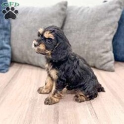 Pepper/Cockapoo									Puppy/Male	/8 Weeks,Meet Pepper! Outgoing, inquisitive, playful and full of fun! Pepper is quite the little guy. Always the one to try out new things. Pepper is very intelligent and quick to comprehend. Sure to steal your heart!