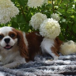 Champ/Cavapoo									Puppy/Male	/11 Weeks,Hi meet champ! I love being a couch potato but also loving played with. I checked out well at my vet visit. Any questions feel free to call or text !