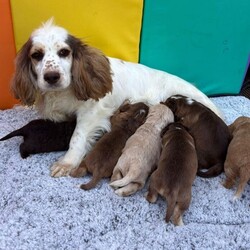 Adopt a dog:Cocker spaniel puppies/Cocker Spaniel/Female/Sex: Female,I have 4 amazing little puppies left from an amazing litter of 8 mum has been been an absolute super star our puppies are bred for their temperament mum and dad are the gentlest most loving of dogs dad is fully health tested our puppies have been very well socialised with children other dogs  and cats they are now fully vaccinated vet checked microchipped flead and wormed to date  and ready to leave our house for yours viewing is at your convenience and can be arranged at short notice any questions you may have please contact u