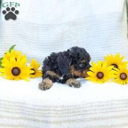 Krissy/Cavapoo									Puppy/Female	/8 Weeks,Making all your fluffy dreams come true, I am the softest, most cuddly, adorable Cavapoo Mix puppy around! How can you say no to my expressive, pleading puppy eyes and tiny, wagging tail? I am adored by the kind people who are raising me, spoiling me with endless love and attention. I am getting a family home style raising, so I am an excellent choice for people of all ages. I am started with potty training to make things easier for my new family. My favorite things to do are explore in the yard, cuddle for a little snooze, or anything that involves quality time with the people I love most. I will be a dedicated, loyal little puppy pal to you, always ready to comfort you when life gets a bit tough. Why live life without me when you can adopt me today! Before I join your family I will have already received my first vaccinations and deworming. I have had a check up with the vet already as well! Have I stolen your heart yet? Thank you so much for considering making me a new member of your family! My human family would be so pleased to hear from you and arrange a time to visit. My mother Jenny lives here too. She is a Cavapoo and weighs 12 Ibs. My father, Jeremy, is a 14 lbs., AKC registered Mini Poodle. Now that you know everything about me, give me a chance to get to know you! Call soon, I am so excited to meet my forever family! Call Sunset View Kennel #16190, please no text messages. Sunday calls will be returned on Monday. Shipping available!