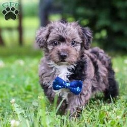 Jasmine/Yorkie Poo									Puppy/Male	/9 Weeks,Hi, my name is Jasmine, and I’m an absolutely adorable Yorkipoo puppy with a sweet personality and a heart full of love! I’m a happy little companion who loves discovering new places, learning fun things, and sharing every adventure with the people around me. Whether I’m chasing a toy, snuggling up for cuddles, or simply brightening your day with my playful personality, I’m always happiest when I’m surrounded by love. With my soft, fluffy coat, expressive puppy eyes, and irresistible Yorkipoo charm, I’m sure to capture your heart from the very first moment we meet. I can’t wait to fill my forever home with unconditional love, joyful memories, and plenty of puppy kisses!