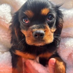 Cavalier King Charles /Cavalier King Charles Spaniel/Female/Sex: Mixed Litter,Omg we’re do I start we have 4 totally amazing puppies her who have the best temperament just like there mam Thelma our loving family pet they all have there own little personality’s and are just unbelievable mam has done the best job in bringing them up and they are a true credit to her they love play and cuddles and are true  little characters they have been vaccinated and flead and wormed aswell so are ready to go to the correct loving homes xxx