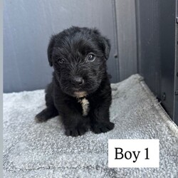 Jack Russell /Jack Russell/Female/Sex: Male,We have a beautiful litter of five Jack Russell boy puppies looking for loving new homes three are Black and Tan with white markings on there chest two are black with white markings on there chest 