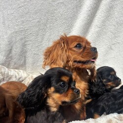 Cavalier King Charles /Cavalier King Charles Spaniel/Female/Sex: Mixed Litter,Omg we’re do I start we have 4 totally amazing puppies her who have the best temperament just like there mam Thelma our loving family pet they all have there own little personality’s and are just unbelievable mam has done the best job in bringing them up and they are a true credit to her they love play and cuddles and are true  little characters they have been vaccinated and flead and wormed aswell so are ready to go to the correct loving homes xxx