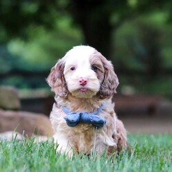 Oakley/Cockapoo									Puppy/Male	/9 Weeks