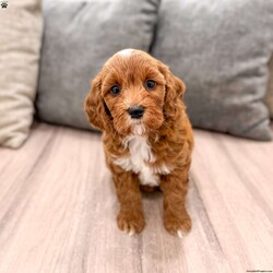 Alexus/Mini Goldendoodle									Puppy/Female	/11 Weeks