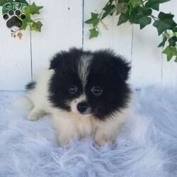 Mia/Pomeranian									Puppy/Female	/9 Weeks,Meet Mia! With her soft fluffy fur and lovable personality, she is sure to bring lots of happiness and love to your family! Mia is being family raised and is well socialized with children. She has been vet checked and is up-to-date on shots and deworming. For more information or to schedule a visit please call or text us anytime. 