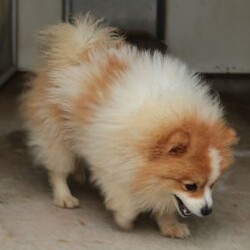 Mia/Pomeranian									Puppy/Female	/9 Weeks,Meet Mia! With her soft fluffy fur and lovable personality, she is sure to bring lots of happiness and love to your family! Mia is being family raised and is well socialized with children. She has been vet checked and is up-to-date on shots and deworming. For more information or to schedule a visit please call or text us anytime. 