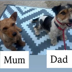 Jack Russell /Jack Russell/Female/Sex: Male,We have a beautiful litter of five Jack Russell boy puppies looking for loving new homes three are Black and Tan with white markings on there chest two are black with white markings on there chest 