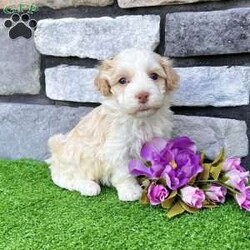 Rayne/Havanese									Puppy/Female	/6 Weeks, Hi! My name is Rayne, and I think we just found each other! I’m a gorgeous purebred AKC registered Havanese puppy with a beautiful cream and white coat that’s as soft as a fluffy little cloud. I may be tiny now, but I have a huge heart and can’t wait to spend my days making my forever family smile! I was born on 6/25/26 and have been lovingly family raised, so I’m growing up surrounded by people, cuddles, and plenty of playtime. I’m curious, affectionate, and always ready to follow my favorite person wherever they go. Whether we’re going on adventures or relaxing on the couch, I’ll be your loyal little sidekick every step of the way. Here’s what I’ll bring home with me: AKC Registration Up-to-date on shots & dewormings Microchipped Health Guarantee Family raised & well socialized! Watch my video to see my sweet personality come to life! Delivery is available right to your door for almost anywhere in the USA! I can’t wait to find the family that’s meant just for me. Call or text today at and let’s start making memories together!