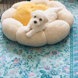 Last 2 girls Pretty Maltese x coton de tular /Maltese/Female/Sex: Female,Beautiful Maltese × Coton de Tuléar Puppies – Loving Family Homes Wanted We are delighted to offer a beautiful litter of 7 puppies looking for their forever homes: 5 girls 2 boys These gorgeous puppies are a Maltese × Coton de Tuléar mix, raised in our family home with lots of love and attention. They will be ready to leave once they are 8 weeks Each puppy will leave with:  Vet health check  First and second vaccinations  Microchip  Worming up to date  Health record  cute puppy pack Colour- White Some puppies have small champagne markings on some of them , some have straight coats and some have curly all have black points and tiny faces Mum: A beautiful Coton de Tuléar, 3 years old, this is her second litter. She has an outstanding temperament—extremely friendly, affectionate, and loving. She has had DNA and health testing, is fully vaccinated, and regularly vet checked. Dad: A full pedigree Maltese with a five-generation championship pedigree. He also lives with us and is our family pet so both parents can be seen. He has an excellent, friendly temperament and has had DNA testing, health checks, is fully vaccinated, and regularly vet checked. Location: Burton-on-Trent We are looking for responsible, loving homes for these wonderful puppies. If you would like more information or would like to arrange a viewing, please get in touch. We are happy to answer any questions and help you find the perfect puppy for your family. ⸻ “Each puppy will leave with a full vet health check, first and second vaccinations, microchip, and worming up to date I’ve attached the dna results of mum Tinkerbell to show how much coton de tular is in her I’ve also attached bears dna I’ll give a copy of bears pedigree if needed too sold little girl sold