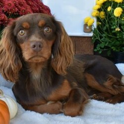 Coco/Cavapoo									Puppy/Female	/8 Weeks,Hello! My name is Coco,, I’m a sweet,outgoing and playful puppy who is looking for my furever home and will make you a great furever companion. 