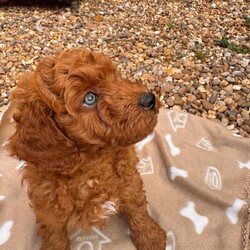 Adopt a dog:Australian Double Mini Labradoodles  - Only 2 Left!!/Australian Labradoodle/Female/Sex: Mixed Litter,Millie and Roscoe have had a litter of 5 Beautiful Mini double doodles (mini double doodles means both parents are mini Labradoodles).