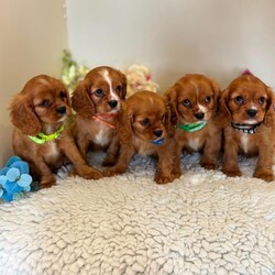 King Charles cavalier spaniel pups /Cavalier King Charles Spaniel/Female/Sex: Mixed Litter,My beautiful litter of King Charles cavalier puppies are looking to go to there new homes from the 12th of august we have both girls and boys still available they will go away vet checked 1st vaccination microchipped and wormed up to date and a little puppy pack if you would like to arrange a viewing or have further questions please call or text thanks for looking 