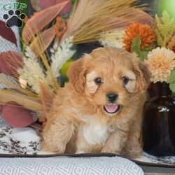 Arline – F1/Cavapoo									Puppy/Female	/June 21st, 2026,Looking for a Cockapoo puppy thats F1 generation!? To welcome into your family?! Look no further than these adorable puppies! We have 2 beautiful girl pups available in this litter. This litter is vet checked with all paperwork, shots & dewormer, 1 Year Health Guarantee & more! If your interested in learning more or you’d like to schedule an in person visit, give us a call today! The F1 Cavapoo dog breed is hypoallergenic and less shedding, great family personality dog breed!