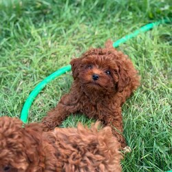 Adopt a dog:Tiny & Adorable Asian Toy Poodle Boys – Ready for Reservation! /Toy Poodle/Female/Sex: Male,Meet these two absolutely adorable Asian Toy Poodle boys!  They are tiny, sweet, playful, and full of personality — perfect little companions for a loving home.