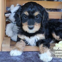 Meadow/Cavapoo									Puppy/Female	/8 Weeks,Meadow is a tri-color Cavapoo puppy with a sweet disposition and big brown eyes to melt your heart. She is very playful and enjoys playing with her littermates and the farm cat in the yard. Our children interact with the litter of puppies; they are all comfortable with the people they meet.
