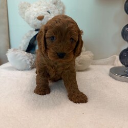 Adorable Cavapoo Puppies ready next 14/8/Cavapoo/Female/Sex: Mixed Litter,Beautiful Ruby Red Cavapoo Puppies – 3 Boys & 1 Girl Available