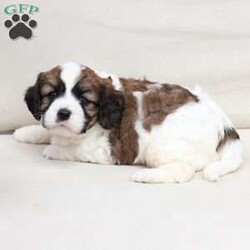 Kingston/Cavachon									Puppy/Male	/June 27th, 2026,Kingston is one of four in his litter, with an approximate adult weight of 12 to 18 lbs  .