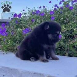Shadow/Pomeranian									Puppy/Male	/5 Weeks, Pssst… looking for a tiny best friend? I’m Shadow! I may be tiny, but I have enough personality to fill the whole house! I’m a purebred AKC registered teacup Pomeranian boy born on 7/2/26, with beautiful black & tan coloring, the sweetest teddy bear face, and a thick fluffy coat that makes me look like a tiny stuffed animal. My favorite size? Carry-me-everywhere size! I’m the kind of little companion who can tag along on your adventures, curl up in your lap, and be right beside you for all the everyday moments in between. I’m being family raised and well socialized, so I get plenty of attention and love. And you’ll know when I’m happy—which is pretty much all the time—because my little tail just keeps going! Before I head off to my new home, I’ll be: AKC Registered Vet Checked Up to date on shots & dewormings Microchipped Covered by a Health Guarantee Family raised & well socialized Think I’m cute in my picture? Wait until you see my video! Distance doesn’t have to keep us apart! Delivery is available right to your door for almost anywhere in the USA. Call or text today and ask about Shadow! Tiny enough to carry along. Sweet enough to never want to leave home without me.