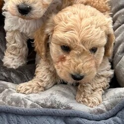 Adopt a dog:F1 Cockapoo pups/Cockapoo/Female/Sex: Mixed Litter,Our beautiful Bailey has had a litter of 4 pups, 3 boys (x2 cream x1 red) and 1 red girl. *** 2 CREAM BOYS REMAINING *** Puppies are vaccinated, vet checked, wormed and microchipped. Bailey is a cockapoo and the father of the pups is a toy miniature poodle (both can be seen in pics). These pups will not shed any hair. They are ready to leave for their forever new homes. Feel free to ask any questions.