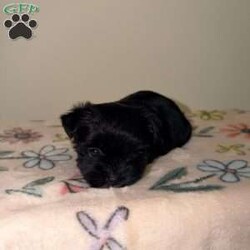 Chloe/Yorkie									Puppy/Female	/7 Weeks, Chloe | KB Black Teacup Yorkie Sweet, petite, and absolutely adorable! Chloe is a loving little girl with a big personality, looking for her perfect forever home.