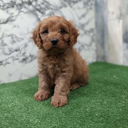 Gary/Cavapoo									Puppy/Male	/6 Weeks,Meet Gary, the cutest, most playful puppy you will find. He loves to run and play with children. Gary is vet checked, up to date on all vaccinations and is dewormed. He comes with a 30 day health guarantee and a 1 year genetic guarantee. Please call or text Joe to adopt Gary today. Or any other questions you might have. All Sunday calls will be returned Monday’s.