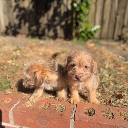 Adopt a dog:Miniature jackapoo puppies 2 little boys left /Jackapoo/Female/Sex: Male,My amazing girl has had a perfect litter of puppies. We have  2 boy