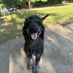 Eden/Mini Bernedoodle									Puppy/Female	/10 Weeks,Say hello to Eden! She is a totally adorable Mini Bernedoodle puppy! We estimate her to be around 45lbs full grown. You can find more info on our website for Dream Villa Pets!