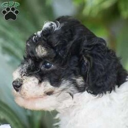 Hank – Mini/Miniature Poodle									Puppy/Male	/6 Weeks,HANK is an adorable Mini Poodle puppy who cant wait to meet you! He is black and white with tan points! These playful pups have great loving personalities and our family raised. All vet paperwork, shots & dewormer   30 day health guarantee are all provided with Hank. Including a small bag of puppy food and informational packet to also take along home. If your interested in Hank or his sister Hannah please give us a call today to schedule your appointment to meet them!
