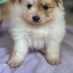 Adopt a dog: (1 girl and 3boys) Beautiful Pomeranian Puppie – THEY ARE READY TO LEAVE FROM AUGUST 28th /Pomeranian/Female/Sex: Mixed Litter,THEY ARE READY TO LEAVE FROM AUGUST 28th 2026   Beautiful Pomeranian Puppies –
