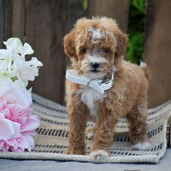 Michelle/Mini Goldendoodle									Puppy/Female	/June 4th, 2026,Welcome to the Fisher family! We are so excited to show you our beautiful litter of F1B generation Mini Goldendoodle puppies we currently have available! There mother is a F1 Mini Goldendoodle and there father is a Mini Poodle; both parents here on site to meet as well! All pups go home to you with full vet records; shots & dewormer; 1 year health guarantee; info packet; small bag of puppy food; puppy toy & more! If your interested in Michelle or her siblings please reach out to us today! Thank you!