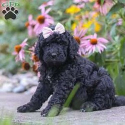 Issebelle/Newfypoo									Puppy/Female	/6 Weeks,Hi! My name is Issebelle, and I’m an adorable F1B Newfypoo puppy with a heart full of love and a personality that’s sure to make you smile. I love spending my days playing with my favorite toys, exploring everything around me, and soaking up all the attention I can get. After a day of fun, there’s nothing better than cuddling up for a cozy nap by your side. I’m friendly, gentle, and always excited to make new friends. With my fluffy coat, sweet expression, and affectionate nature, I’m sure to bring endless love, laughter, and happy memories to my forever family. I can’t wait to meet the special people who will welcome me home!