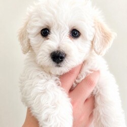 Last 2 girls Pretty Maltese x coton de tular /Maltese/Female/Sex: Female,Beautiful Maltese × Coton de Tuléar Puppies – Loving Family Homes Wanted We are delighted to offer a beautiful litter of 7 puppies looking for their forever homes: 5 girls 2 boys These gorgeous puppies are a Maltese × Coton de Tuléar mix, raised in our family home with lots of love and attention. They will be ready to leave once they are 8 weeks Each puppy will leave with:  Vet health check  First and second vaccinations  Microchip  Worming up to date  Health record  cute puppy pack Colour- White Some puppies have small champagne markings on some of them , some have straight coats and some have curly all have black points and tiny faces Mum: A beautiful Coton de Tuléar, 3 years old, this is her second litter. She has an outstanding temperament—extremely friendly, affectionate, and loving. She has had DNA and health testing, is fully vaccinated, and regularly vet checked. Dad: A full pedigree Maltese with a five-generation championship pedigree. He also lives with us and is our family pet so both parents can be seen. He has an excellent, friendly temperament and has had DNA testing, health checks, is fully vaccinated, and regularly vet checked. Location: Burton-on-Trent We are looking for responsible, loving homes for these wonderful puppies. If you would like more information or would like to arrange a viewing, please get in touch. We are happy to answer any questions and help you find the perfect puppy for your family. ⸻ “Each puppy will leave with a full vet health check, first and second vaccinations, microchip, and worming up to date I’ve attached the dna results of mum Tinkerbell to show how much coton de tular is in her I’ve also attached bears dna I’ll give a copy of bears pedigree if needed too sold little girl sold