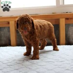 James/Cockapoo									Puppy/Male	/8 Weeks,Meet James! Our adorable Cockapoo puppies were born on June 12th to parents Rainbow and Troy and are ready to find their loving forever homes! These sweet, affectionate puppies have been family raised, are very well socialized, and love being around children, making them wonderful companions for families of all sizes. They are up to date on their vaccinations and deworming and have received plenty of love and attention from day one. With their friendly personalities, playful nature, and cuddly temperaments, these Cockapoo puppies are sure to bring years of joy to their new families!