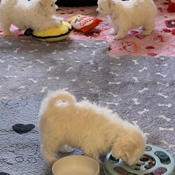 Last 2 girls Pretty Maltese x coton de tular /Maltese/Female/Sex: Female,Beautiful Maltese × Coton de Tuléar Puppies – Loving Family Homes Wanted We are delighted to offer a beautiful litter of 7 puppies looking for their forever homes: 5 girls 2 boys These gorgeous puppies are a Maltese × Coton de Tuléar mix, raised in our family home with lots of love and attention. They will be ready to leave once they are 8 weeks Each puppy will leave with:  Vet health check  First and second vaccinations  Microchip  Worming up to date  Health record  cute puppy pack Colour- White Some puppies have small champagne markings on some of them , some have straight coats and some have curly all have black points and tiny faces Mum: A beautiful Coton de Tuléar, 3 years old, this is her second litter. She has an outstanding temperament—extremely friendly, affectionate, and loving. She has had DNA and health testing, is fully vaccinated, and regularly vet checked. Dad: A full pedigree Maltese with a five-generation championship pedigree. He also lives with us and is our family pet so both parents can be seen. He has an excellent, friendly temperament and has had DNA testing, health checks, is fully vaccinated, and regularly vet checked. Location: Burton-on-Trent We are looking for responsible, loving homes for these wonderful puppies. If you would like more information or would like to arrange a viewing, please get in touch. We are happy to answer any questions and help you find the perfect puppy for your family. ⸻ “Each puppy will leave with a full vet health check, first and second vaccinations, microchip, and worming up to date I’ve attached the dna results of mum Tinkerbell to show how much coton de tular is in her I’ve also attached bears dna I’ll give a copy of bears pedigree if needed too sold little girl sold