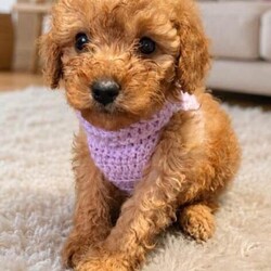 Adopt a dog:Kc registered toy poodles /Poodle/Female/Sex: Mixed Litter,Kc registered flea wormed 1st injection health checked as well as mum and dad puppy pack microchipped too ready to leave in 2 week