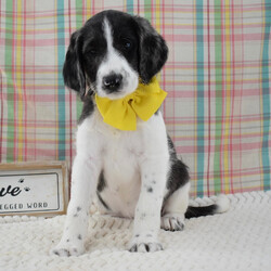 Adopt a dog:Nellie/Labradoodle/Female/June 7, 2026,Hi, I'm Nellie! I'm a 9-week-old female Labradoodle. My dad is a Poodle and my mom is a Labradoodle. I have a beautiful blue merle & white coat, and I was born on June 7. I am ready now to plan my trip to my forever family. My tail wags for the thought of being part of a lovely family.