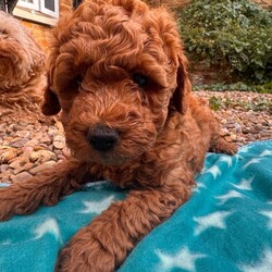 Adopt a dog:Australian Double Mini Labradoodles  - Only 2 Left!!/Australian Labradoodle/Female/Sex: Mixed Litter,Millie and Roscoe have had a litter of 5 Beautiful Mini double doodles (mini double doodles means both parents are mini Labradoodles).
