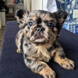 Fluffy French bulldog/French Bulldog/Female/Sex: Mixed Litter,These fluffy frenchies are fully vaccinated and socialised with other dogs and children. They each have their own personalities and are looking for the perfect family to be a part of.