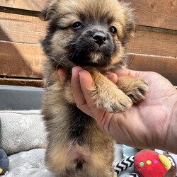 9  Beautiful Pomeranian Puppies – Ready for Their Forever Homes! /Pomeranian/Female/Sex: Mixed Litter,We are delighted to introduce our gorgeous litter of 9 Pomeranian puppies, born at the beginning of June and ready to leave for their forever homes from 1st August.