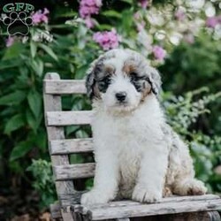 James/Mini Bernedoodle									Puppy/Male	/June 14th, 2026,Meet our sweet natured friendly lil Bernedoodles, they are well socialized by our children who take them all over the Farm!! Be it on wagon rides, stroller rides or even nap time!